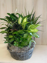 Load image into Gallery viewer, Large Dish Garden