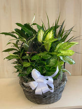 Load image into Gallery viewer, Large Dish Garden