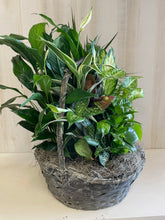 Load image into Gallery viewer, Large Dish Garden