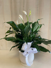 Load image into Gallery viewer, Peace Lily Comfort Planter
