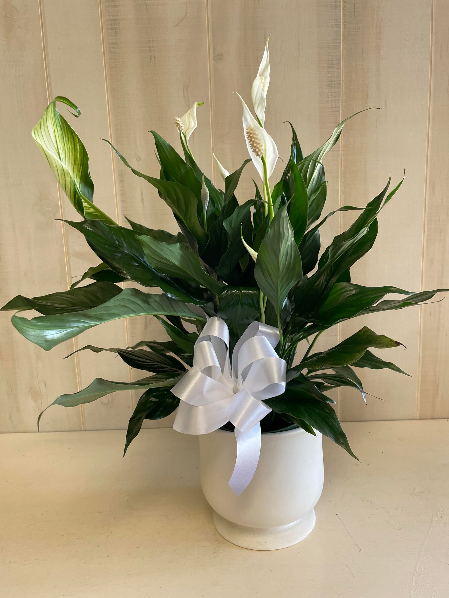 Peace Lily Comfort Planter